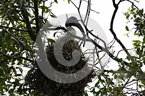 An Australian White Ibis (Threskiornis molucca) perched on a tree