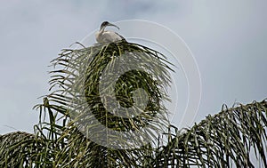 An Australian White Ibis (Threskiornis molucca) perched on a tree