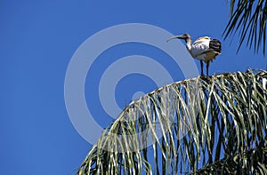 Australian White Ibis (Threskiornis molucca) perched on a tree