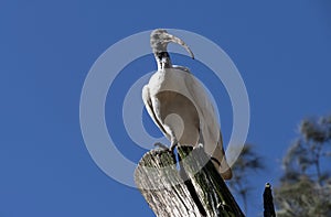 An Australian White Ibis (Threskiornis molucca) perched on a wooden stand in Sydney, NSW, Australia