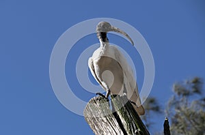 An Australian White Ibis (Threskiornis molucca) perched on a wooden stand in Sydney, NSW, Australia