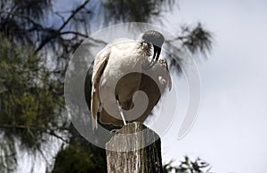 An Australian White Ibis (Threskiornis molucca) perched on a wooden stand in Sydney, NSW, Australia