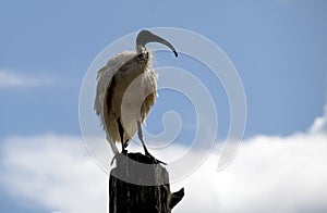 An Australian White Ibis (Threskiornis molucca) perched on a wooden stand in Sydney, NSW, Australia