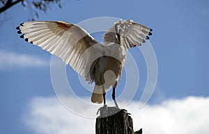 An Australian White Ibis (Threskiornis molucca) perched on a wooden stand in Sydney, NSW, Australia