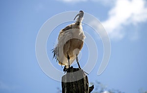 An Australian White Ibis (Threskiornis molucca) perched on a wooden stand in Sydney, NSW, Australia