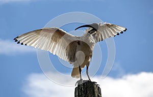 An Australian White Ibis (Threskiornis molucca) perched on a wooden stand in Sydney, NSW, Australia