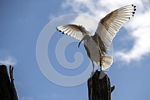 An Australian White Ibis (Threskiornis molucca) perched on a wooden stand in Sydney, NSW, Australia