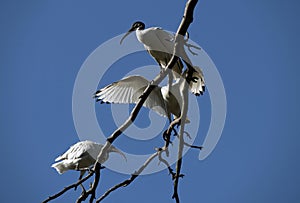 Australian White Ibis (Threskiornis molucca) perching on a dry tree