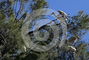 Australian White Ibis (Threskiornis molucca) perching on a tree