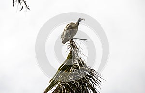 An Australian White Ibis (Threskiornis molucca) perching on a tree