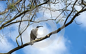 An Australian White Ibis (Threskiornis molucca) perching on a tree