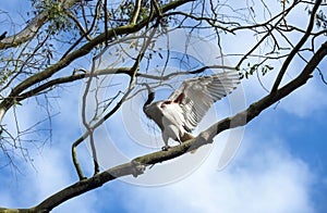 An Australian White Ibis (Threskiornis molucca) perching on a tree