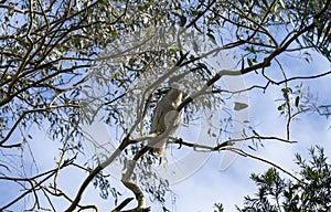 An Australian White Ibis (Threskiornis molucca) perching on a tree
