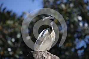 Australian White Ibis (Threskiornis Molucca) perching on a wooden stand in Sydney, NSW, Australia