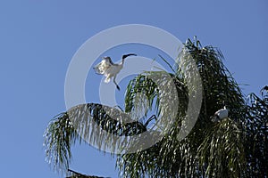 Australian White Ibis (Threskiornis molucca) ready to land on a tree