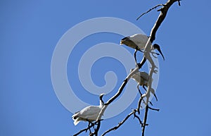 Australian White Ibis (Threskiornis molucca) resting on a dry tree