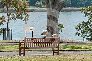 Australian white ibis. Threskiornis molucca seating on bench in Royal Botanic Gardens Sydney.