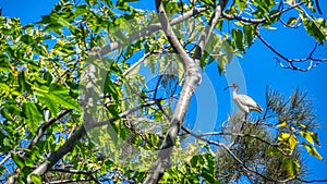 An Australian White Ibis, Threskiornis molucca sitting in a tree top