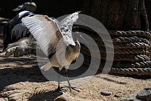 Australian white ibis (Threskiornis molucca) in Sydney