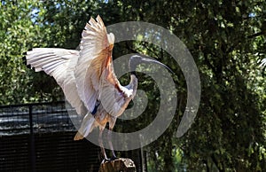 Australian White Ibis (Threskiornis molucca) taking off