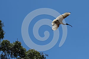 An Australian White Ibis (Threskiornis molucca) taking off from a tree