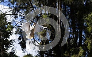 An Australian White Ibis (Threskiornis molucca) taking off from a tree