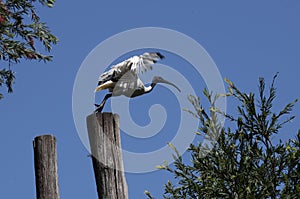 An Australian White Ibis (Threskiornis molucca) taking off from a wooden stand