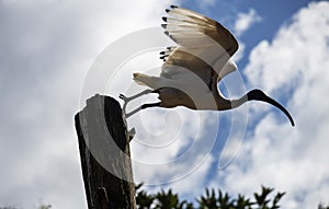 An Australian White Ibis (Threskiornis molucca) taking off from a wooden stand