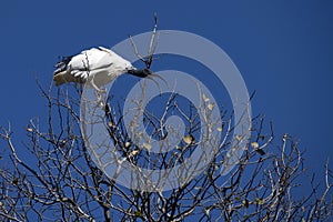 Australian White Ibis (Threskiornis molucca) on a tree against blue sky
