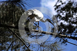 An Australian White Ibis (Threskiornis molucca) on a tree in Sydney