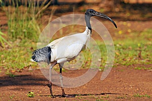 The Australian white ibis Threskiornis molucca is a wading bird of the ibis family, Kakadu National Park Australia