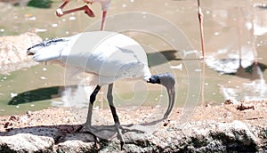 The Australian white ibis Threskiornis molucca is a wading bird of the ibis family, Threskiornithidae. It is widespread across