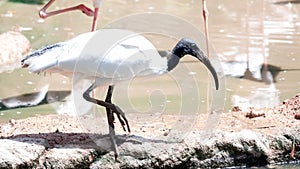 The Australian white ibis Threskiornis molucca is a wading bird of the ibis family, Threskiornithidae. It is widespread across