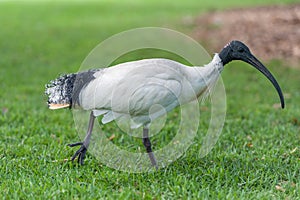 Australian white ibis. Threskiornis molucca. Walking in Sydney Park, Australia.