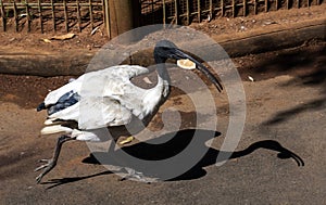 Australian White Ibis (Threskiornis molucca) walks fast