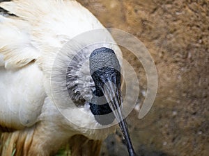 Australian White Ibis. (Threskiornis molucca) with white plumage