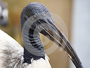 Australian White Ibis. (Threskiornis molucca) with white plumage