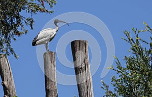 An Australian White Ibis (Threskiornis molucca) on a wooden stand in Sydney