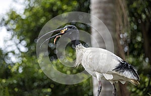 Australian White Ibis (Threskiornis moluccaAn Australian White Ibis (Threskiornis molucca) catches prey