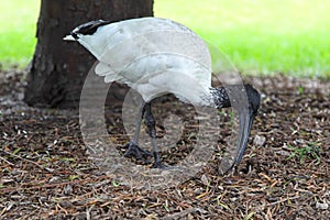 Australian White Ibis (Threskiornis moluccus)