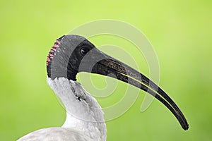 Australian white ibis (Threskiornis moluccus)