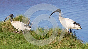 Australian White Ibis photo