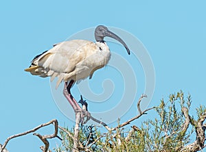 Australian White Ibis on a Tree