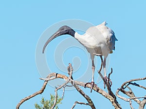 Australian White Ibis on a Tree