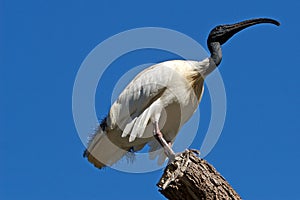 Australian White Ibis on tree