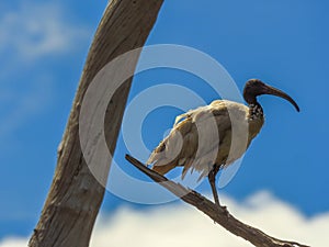 Australian White Ibis in the tree