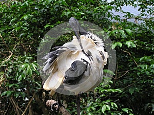 Australian white ibis in a tree close-up in Australia