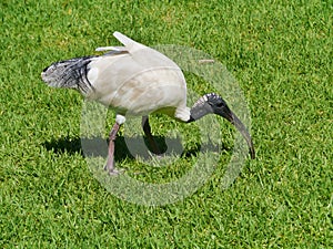 The Australian White Ibis in an urban park