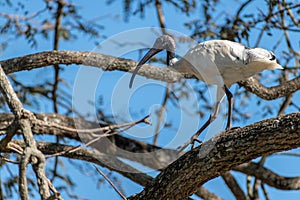 Australian white ibis walking on a tree branch in a park in Queensland, Australia