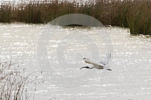 Australian White Ibis with white plumage and black head flying a